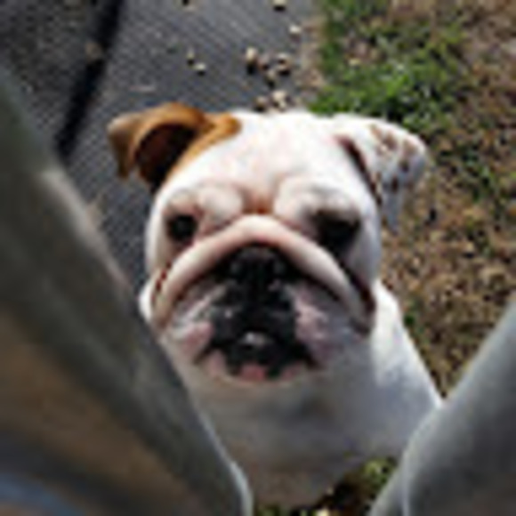 Meet your Posher, Pleasant ridge dog - Picture 1 of 1